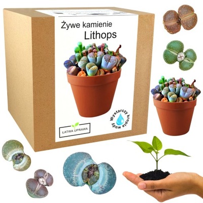 Żywe Kamienie zestaw do uprawy Lithops nasiona sukulenty kaktusy sadzonki