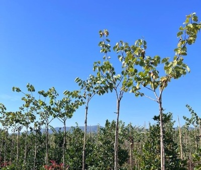 Cercis Judaszowiec