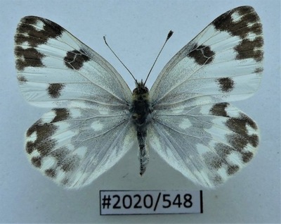 Motyl Pontia edusa samica .