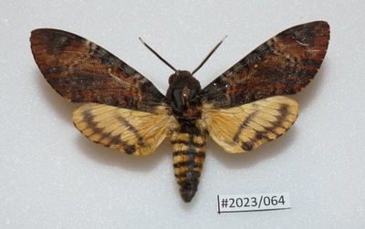 Motyl Acherontia styx 76mm.