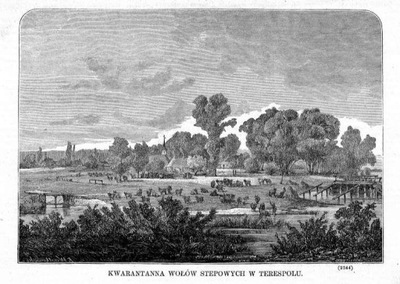 Franciszek Wastkowski: Terespol. Kwarantanna wołów stepowych drzeworyt 1872