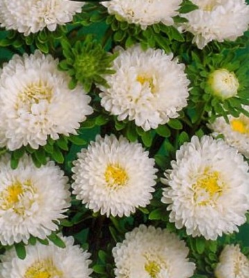 Őszibarack mag fehér 1g több mint 400 mag