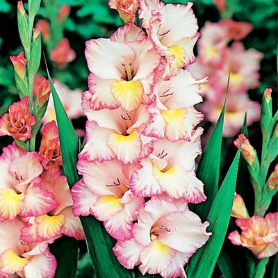 Gladiolus Mieczyk Wielkokwiatowy Priscilla 5 szt Mieczyki Cebulki kwiatowe