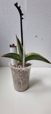 Sansewieria Sansevieria Robusta Variegata White KOLEKCJONERSKA