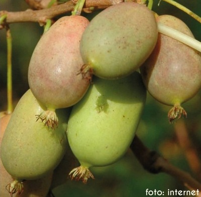 AKTINIDIA OSTROLISTNA 'LUCY' / MINI KIWI / ODMIANA OBUPŁCIOWA C2