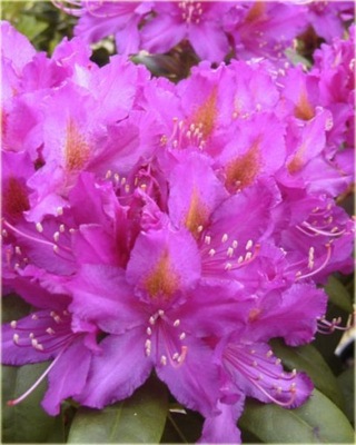 Rododendron wielkokwiatowy Libretto purpurowofioletowy Ro47
