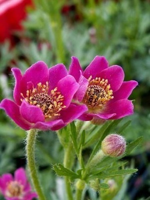 zawilec wielkokwiatowy anemone rubra lubiący słońce -SADZONKA ~~*~~NOWOŚĆ !