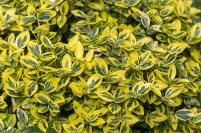 euonymus fortunei emerald n gold piękna trzmielina