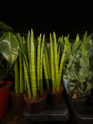 Sansevieria cylindrica 40/50cm
