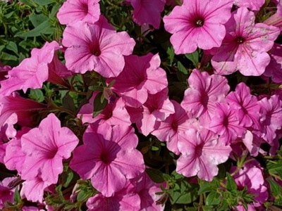 Supertunia VISTA Bubblegum