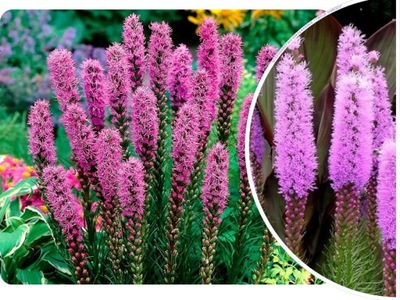 LIATRA 'Liatris spicata' KŁOSOWA MIODODAJNA