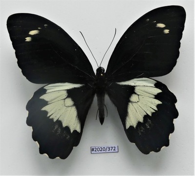 Motyl Papilio gambsisius .