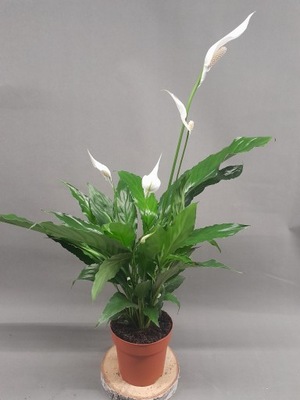 Spathiphyllum 'Sweet Chico' Skrzydłokwiat oczyszcza powietrze 70cm