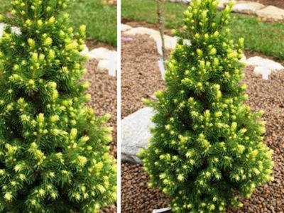 ŚWIERK 'Picea' RAINBOW'S