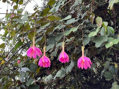 Egzotyczne Nasiona Passiflora Męczennica Marakuja Passionfruit różowe kwiat