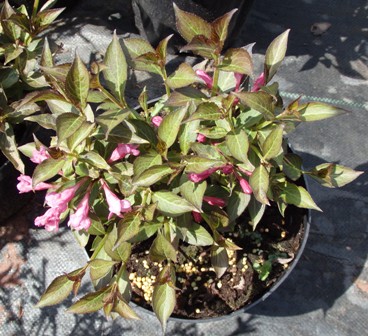 Weigela purpurea krzewuszka nana C2 10-20cm