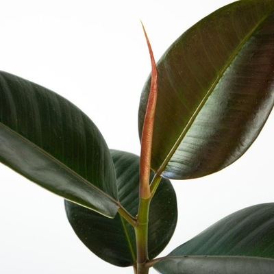 FICUS ELASTICA 'ROBUSTA' Fikus sprężysty
