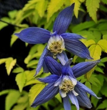 Powojnik Clematis botaniczny Stolwijk Gold SADZONKA W DONICZCE