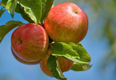 Jabłoń RED BOSKOOP bardzo duże smaczne owoce