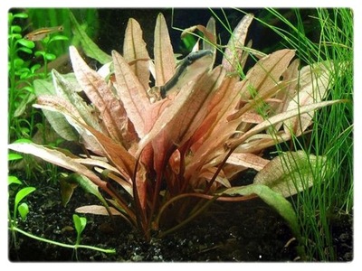 Cryptocoryne Rubella (Zwartka) koszyk