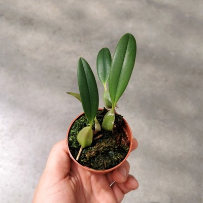 STORCZYK RZADKOŚĆ Bulbophyllum saltatorium var. albocillatum