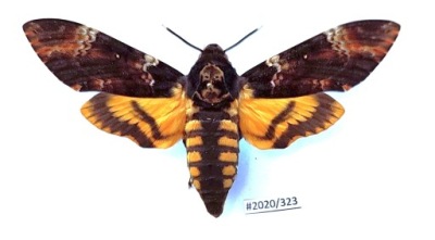 Motyl Acherontia atropos samiec 112mm !!