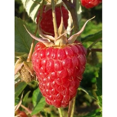 Malina POEMAT - sadzonka P13