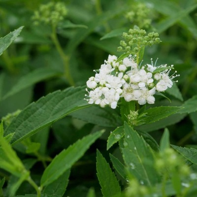 Tawuła Japońska Albiflora Sadzonka