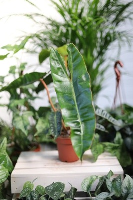 Philodendron Billietiae (Filodendron)