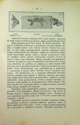 Jedwabnictwo Hodowla Jedwabników i Morw 1934 r.