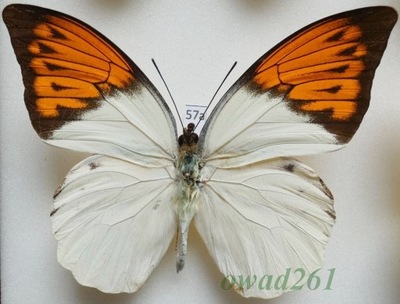 Hebomoia glaucippe celebensis (Wallace, 1863) Indonezja, Celebes 96mm57a