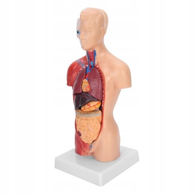 Model anatomiczny tułowia człowieka