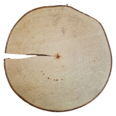 Plaster drewna buk 24-28/3,5 cm