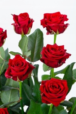 Czerwona róża ŻYWA Cięta 40 cm