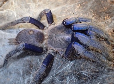 Chilobrachys sp. Blue vietnam samiec SpidersForge)