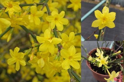 Jaśmin żółty Nudiflorum cudne kwiaty-1059