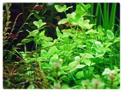 75. Bacopa Australis in vitro porcja 10szt