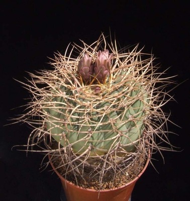 *Kaktusy* Gymnocalycium cardenasianum