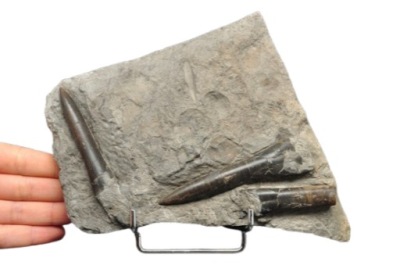 * BELEMNIT WYJĄTKOWY OKAZ INTERESUJĄCA SKAMIENIAŁOŚĆ NR 1 *