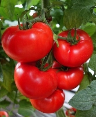 Pomidor szklarniowy Lianne F1 15 nasion nasina holenderskie