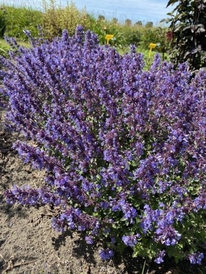 Kocimiętka "Purrsian Blue"