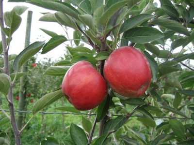 Jabłoń karłowata Szampion- paszport