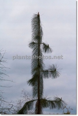 Pinus ponderosa 'Penaz' - !!!!!!!!!!!!