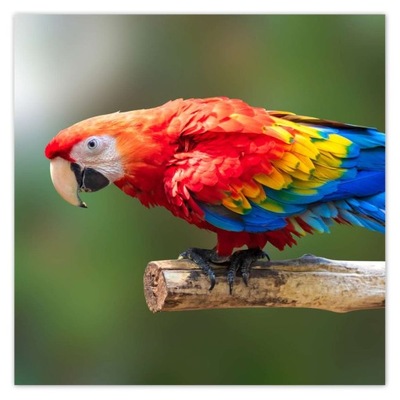 Plakaty 30x30 Kolorowa papuga