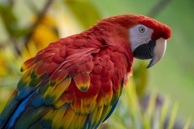 Obraz Na Płótnie Papuga Ara Canvas 70x50