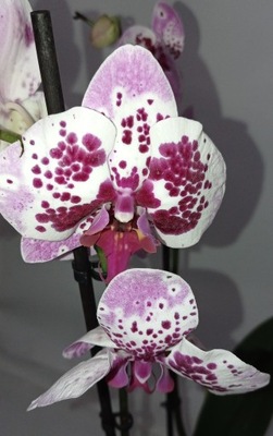 PHALENOPSIS storczyk 4