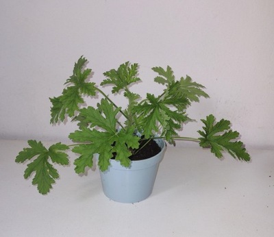 Geranium Anginka