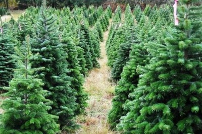 Jodła KAUKASKA Abies nordmanniana na choinkę W DONICY