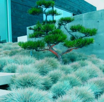 TRAWA KOSTRZEWA NIEBIESKA SADZONKA