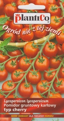 Pomidor gruntowy karłowy 'Maskotka' 0,5g Plantico